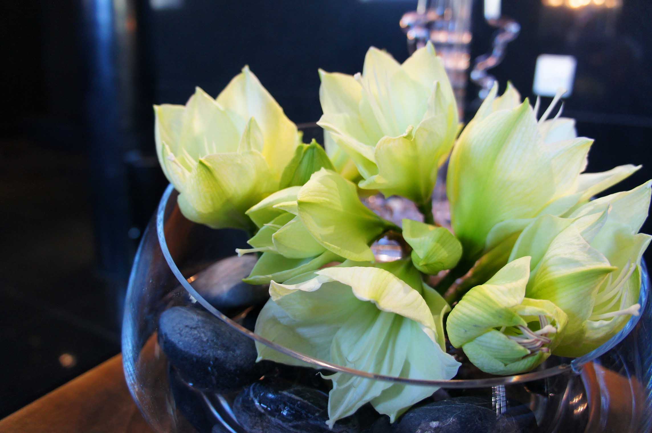 amarylisy w szkle - kompozycja na recepcję z kwiatów i czarnych kamieni