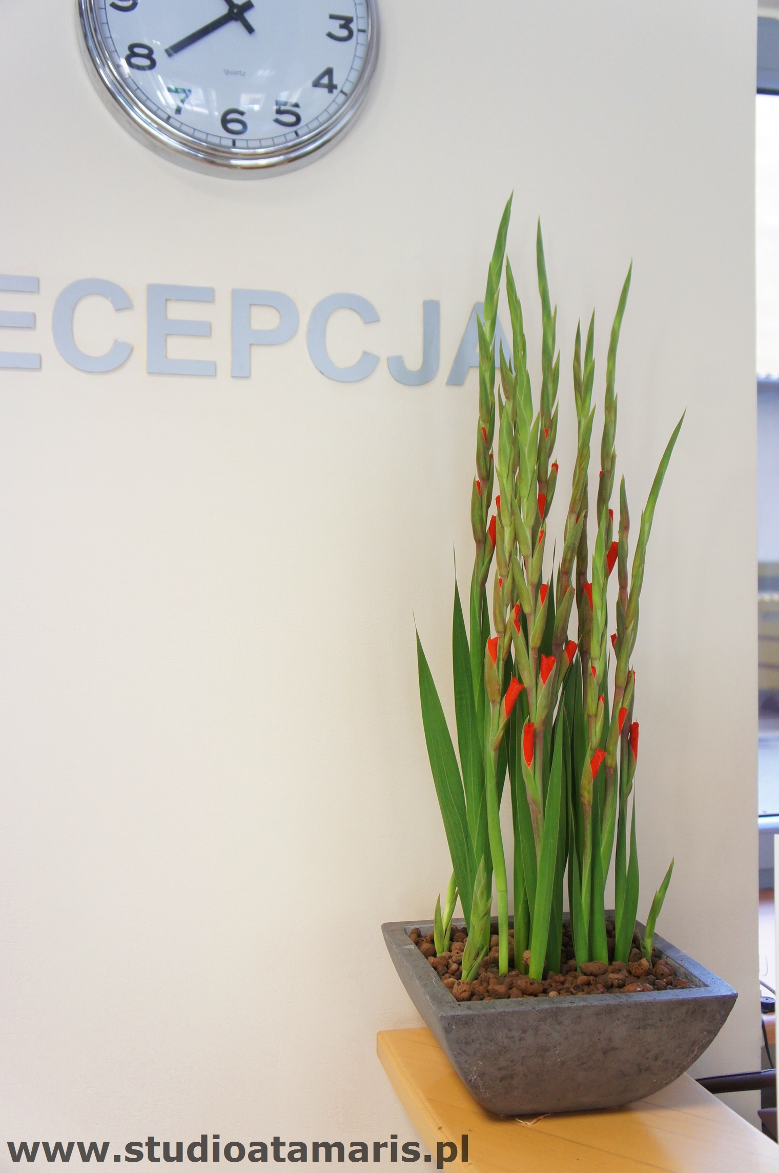 dekoracja recepcji kompozycja z mieczyków